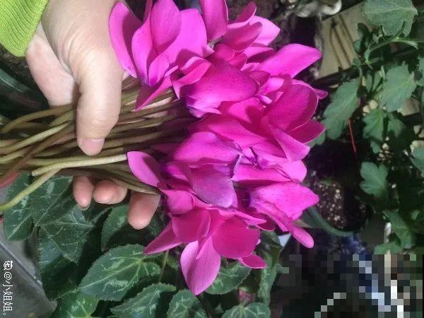 冬天修剪分“轻重”，有的花剪狠了，小心再也不开花！