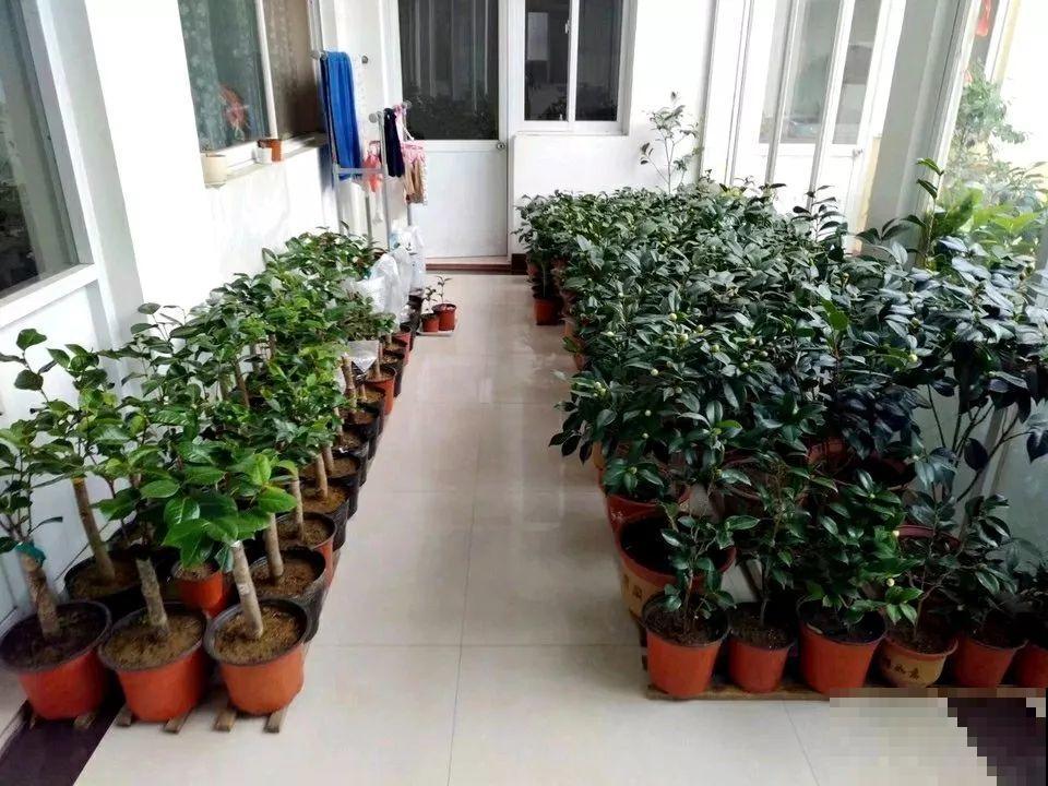 阳台封闭不通风养花，就选这8种花，能种出一个室内花园！