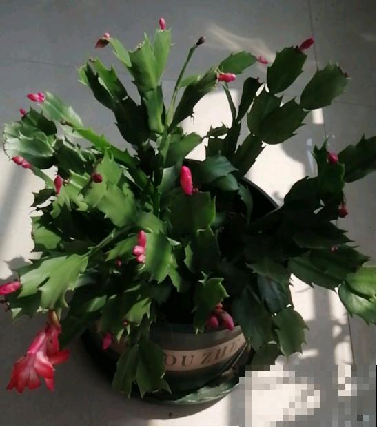 冬天买了这种花，出现花苞赶紧剪，否则活不过俩月！