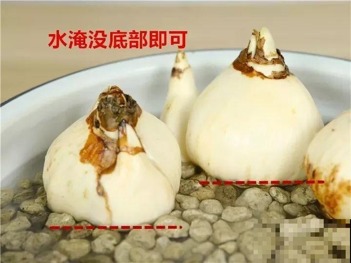 水仙盆里加点它，叶子粗壮不徒长，一个月后就能开花！