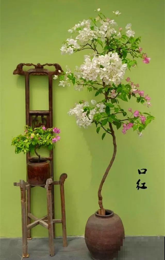 养了5年的三角梅，一长高就砍，终于变成精品老桩！