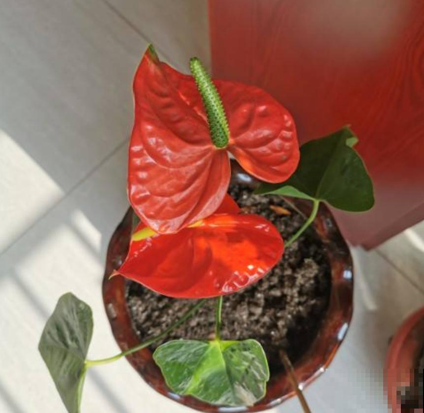 过年养盆“塑料花”，年后也不用愁，能一直开到春天！