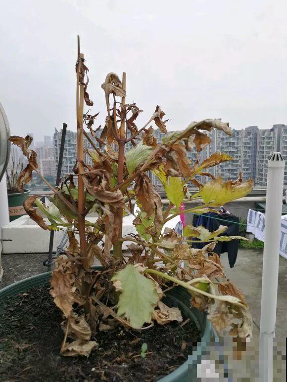这花就是开花机器，连开6个月不歇气，邻居天天跑来看！
