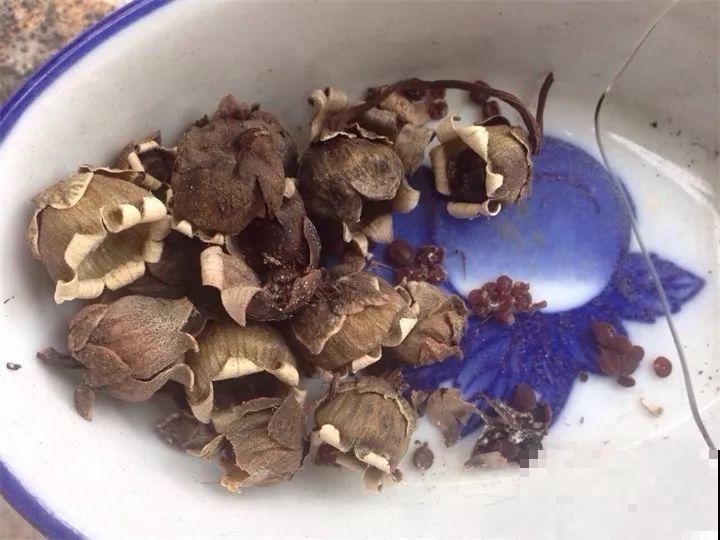 养这花真赚钱，一年能生3麻袋，邻居朋友抢着要！