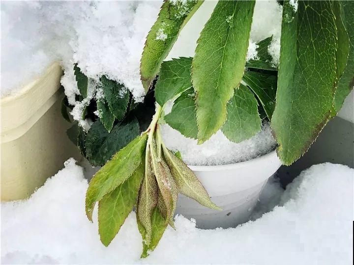 大雪天，只有这花还在继续开，真不是一般的抗冻！