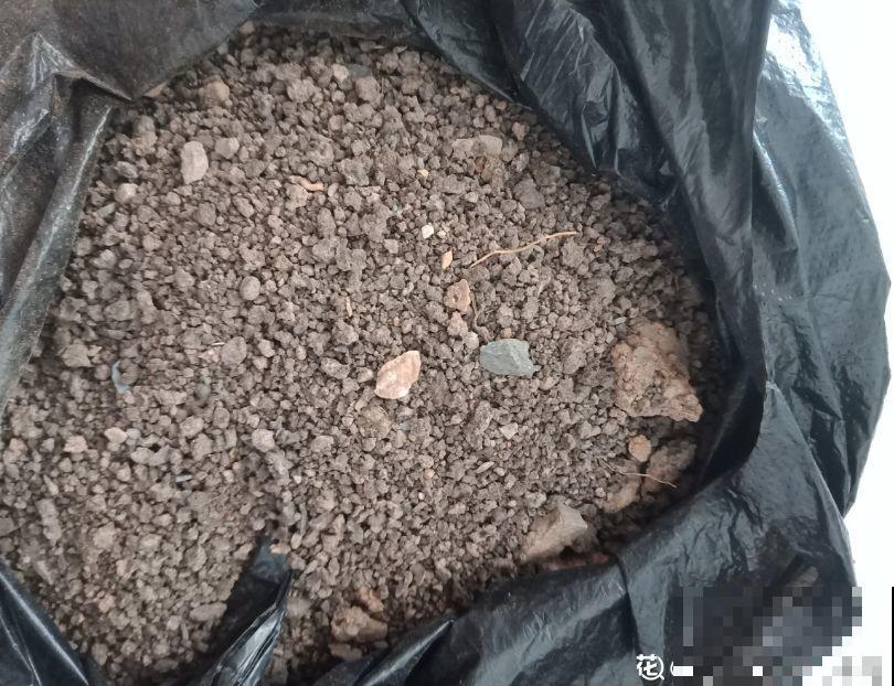 土里浇点它，专治小黑飞，虫子不招叶子绿油油！