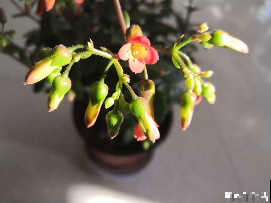 长寿花搬回家，记住“四不要”，免得掉得满地都是花苞！