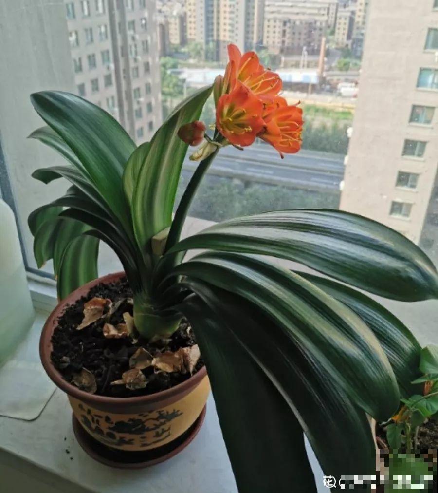 屋里摆这7种花，空气清新少生病，整个冬天绿油油！