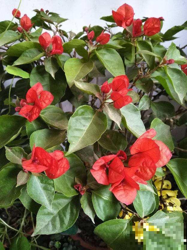 冬天想赏花的，这花一定要养一盆，放在室内就能开爆！