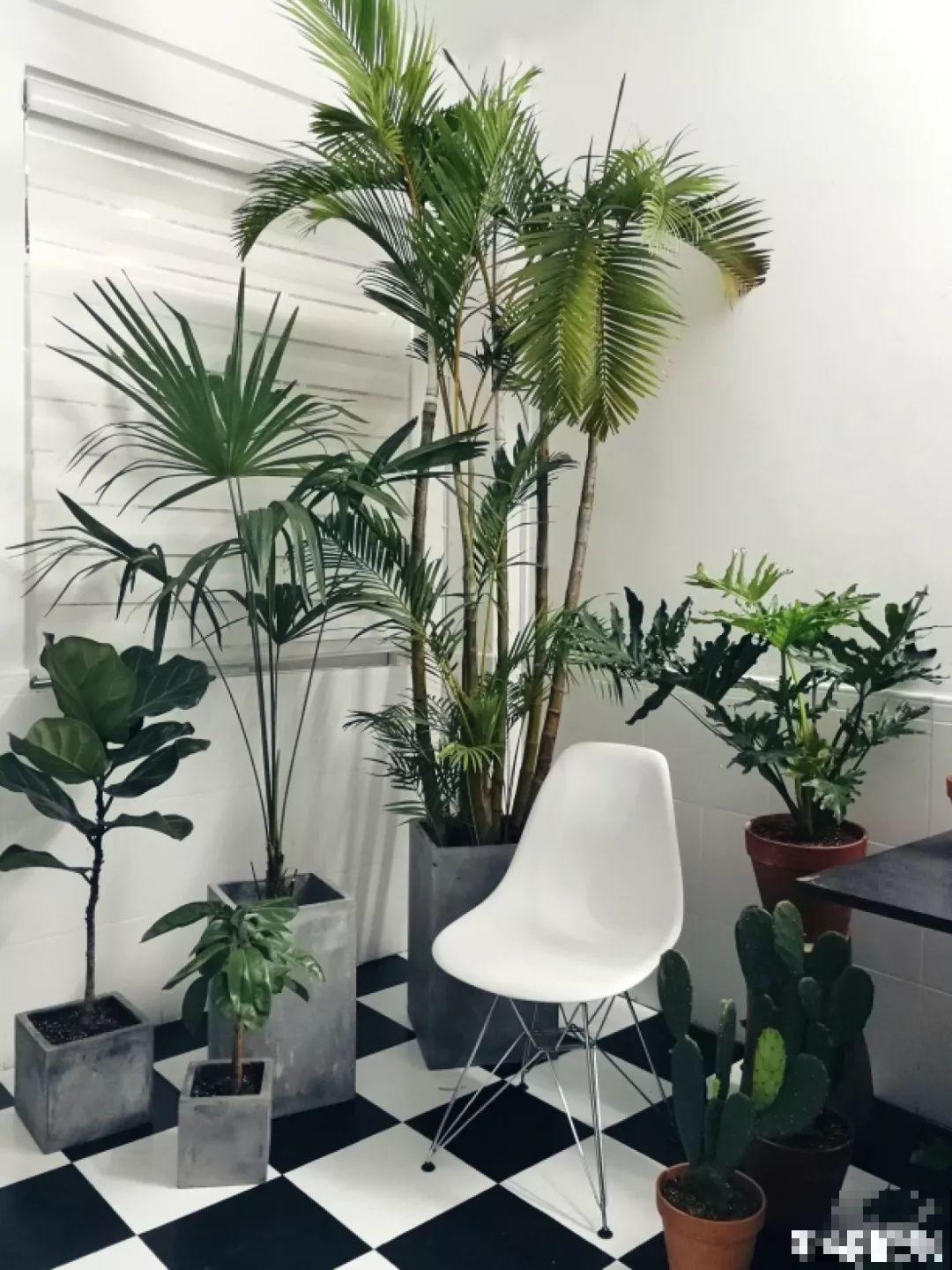 这4种花养在家里，就是一个小型的加湿器，不干不躁真舒服！