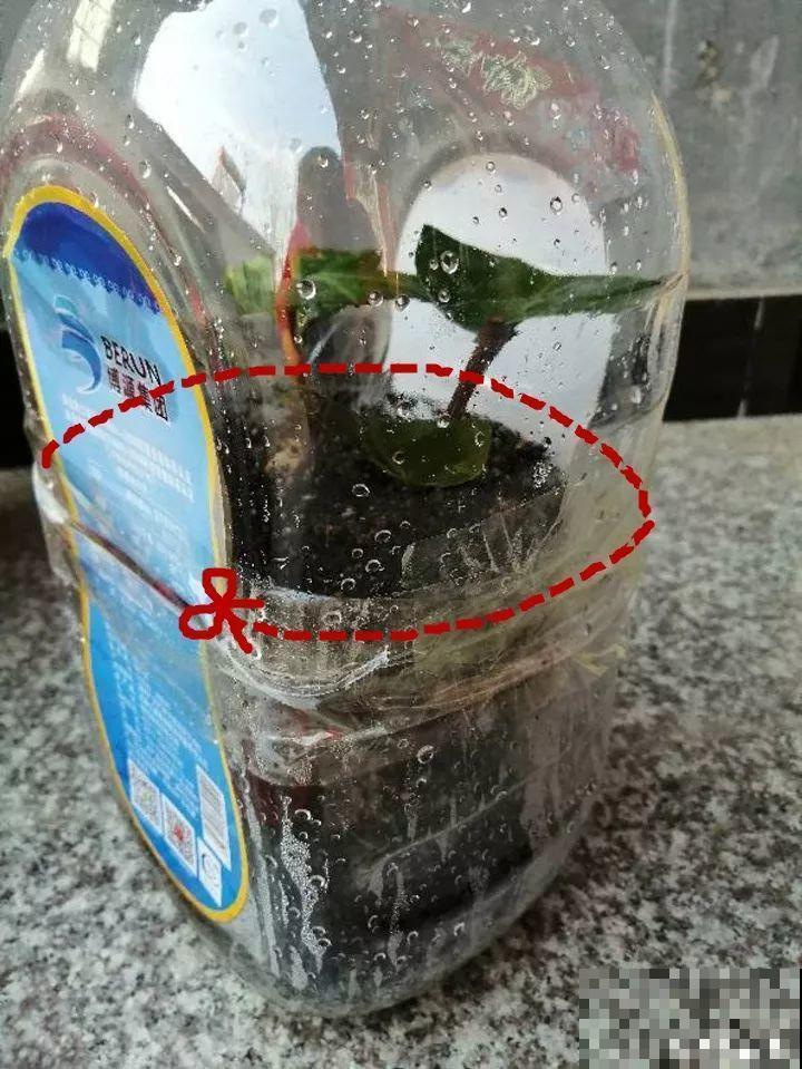 冬天扦插，用了这3种神器，生根快不黑腐，又省钱了！