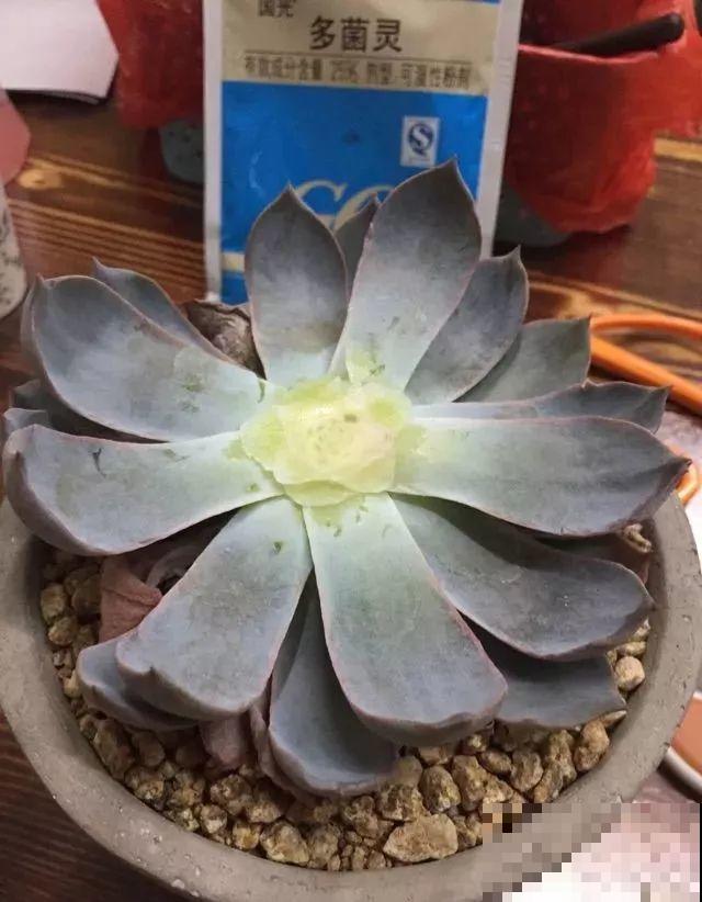 看见这花可别买，忍住，小心被忽悠，花钱买气受！