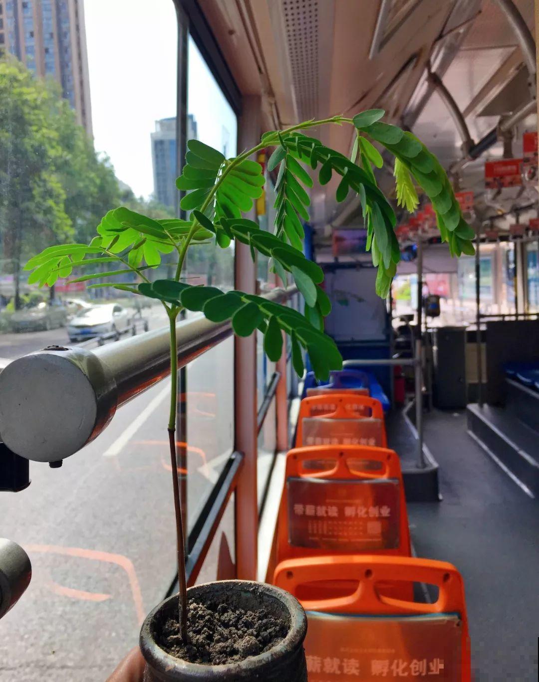 路边碰见这3种果子，捡一把带回家，丢盆里长成发财树！