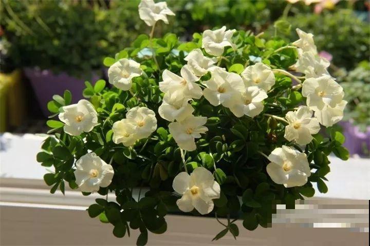 养这花真赚钱，一年能生3麻袋，邻居朋友抢着要！