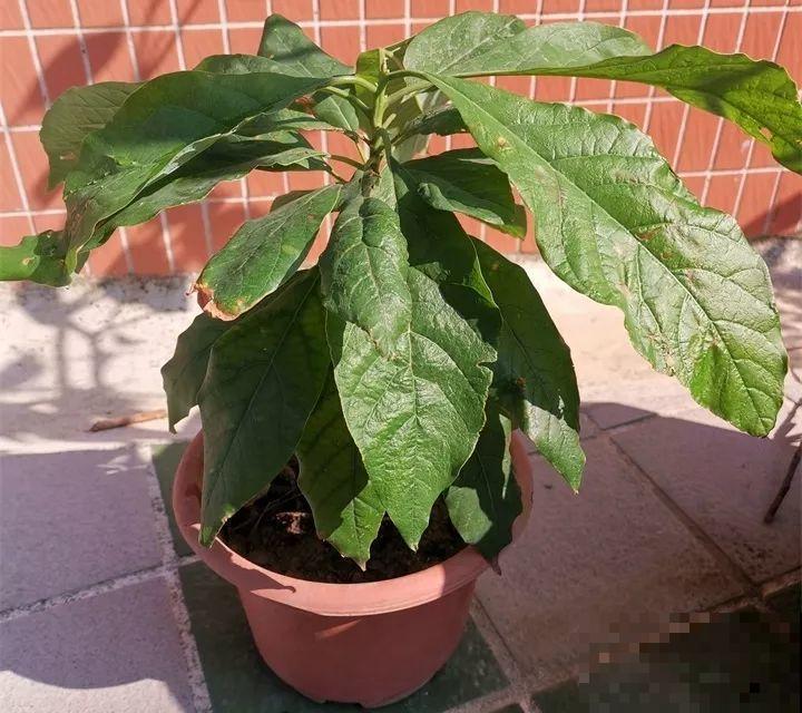 5块钱的水果埋土里，半年养成守家树，邻居都想花钱买！