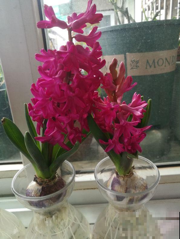 这种花，水里土里都能种，开花满屋飘香