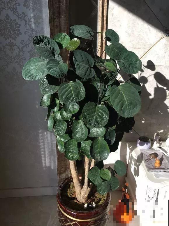 家里的花摆对位置，才能事事顺心，发大财！