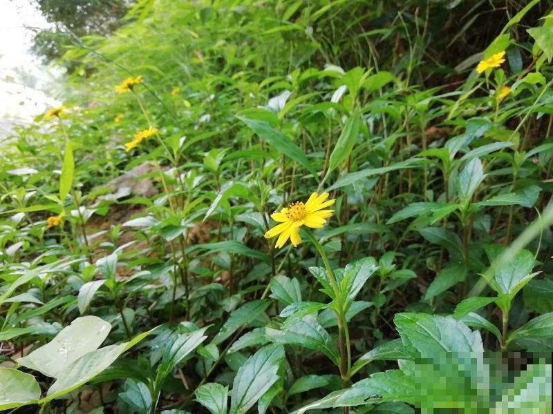 这野菊花种一棵冒出10棵，把它名字能读对的，都是顶级文化人！