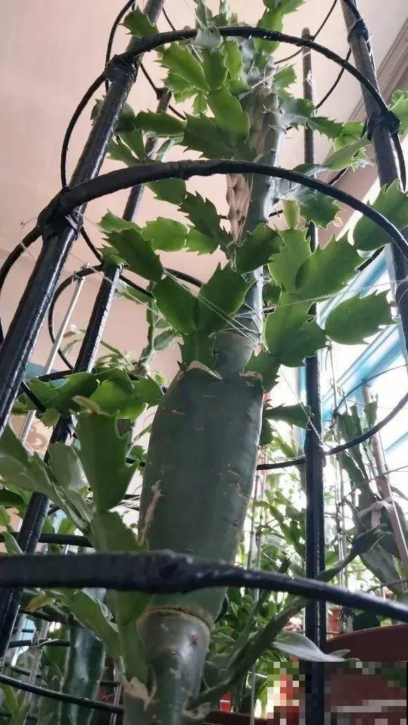 蟹爪兰嫁接技巧，少浇水撒点它，新手也能轻松养生根！
