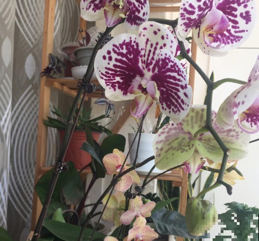 这花开花像小蝴蝶，简单好养，一样就开花！