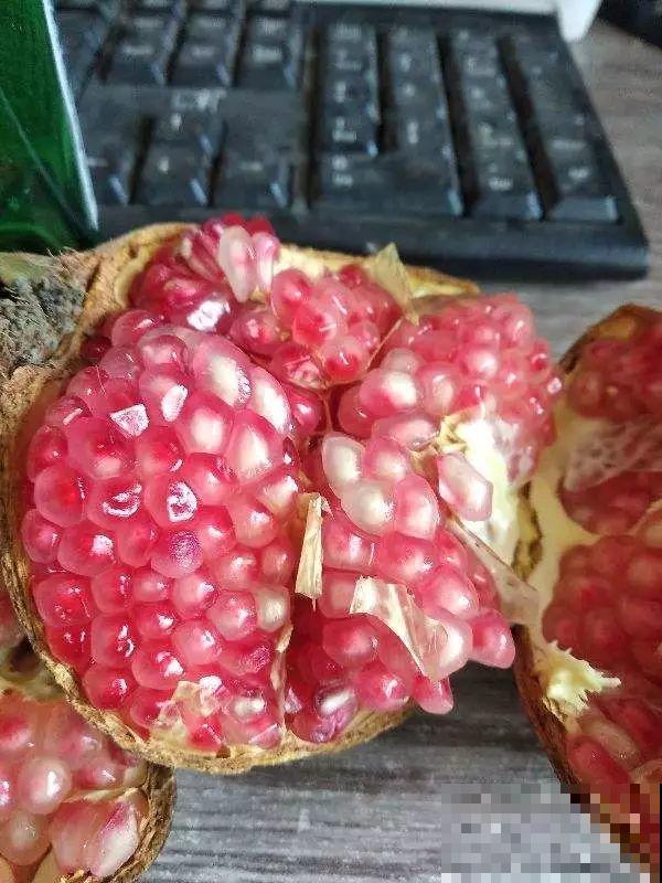 家里养棵守家树，养得越久越吉祥，摘下来还能做成好吃的！