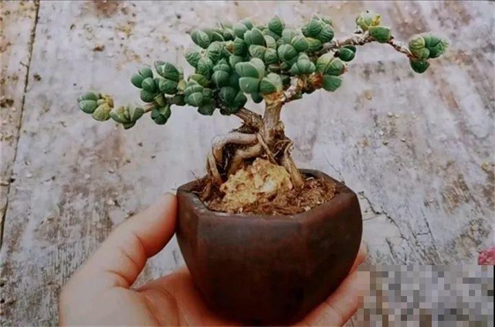 这4种花，把根拎出来养一年，身价立马翻倍涨！