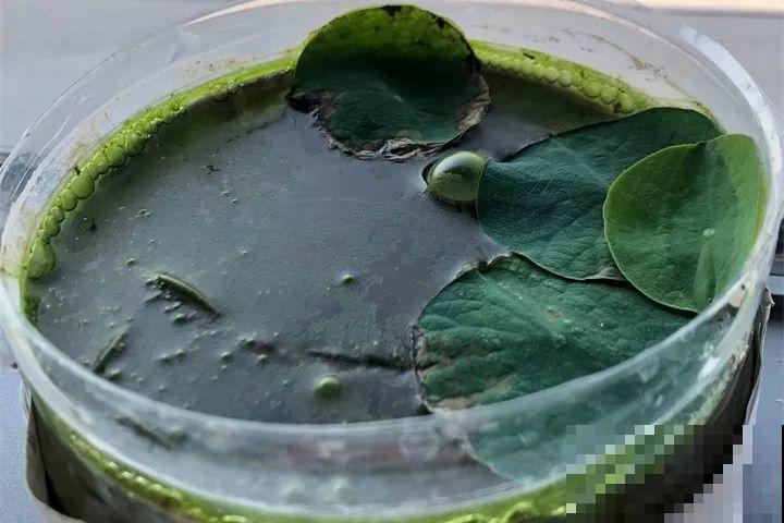 小药片磨成粉，兑水一浇，叶子油亮花开爆！