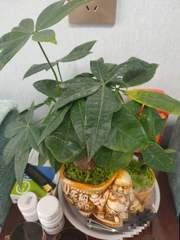 这花最怕水，一浇就烂根，旱一旱反而枝繁叶茂！