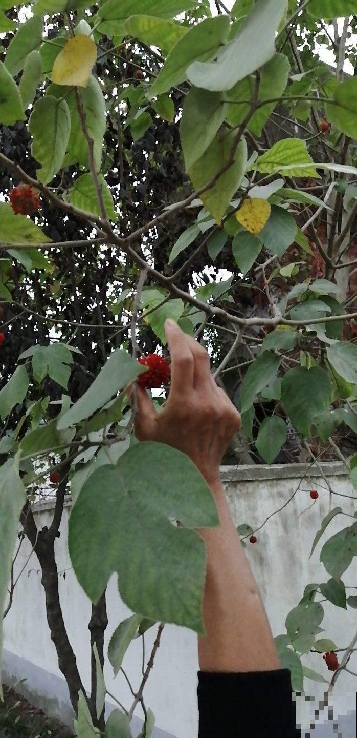 能作饲料和药材的树你见过吗？农村已泛滥，正好挖棵回家栽盆里！