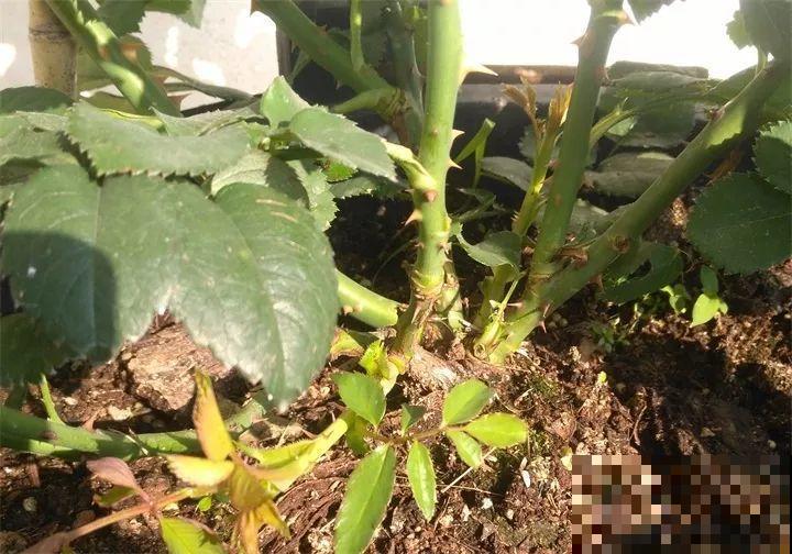 月季冬天就得剪，剪早剪晚都不行，不然连芽都不长！