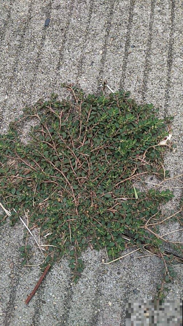 这草专爱往墙角钻，受伤摘点它一敷立马止血，很受众人喜爱！