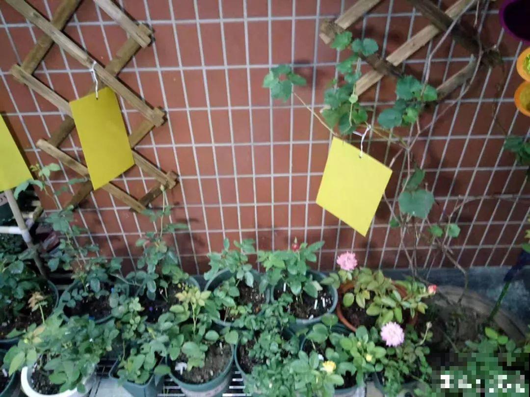 天冷把花搬进屋，修剪杀虫一个也不能少，不然叶子掉没成光杆！