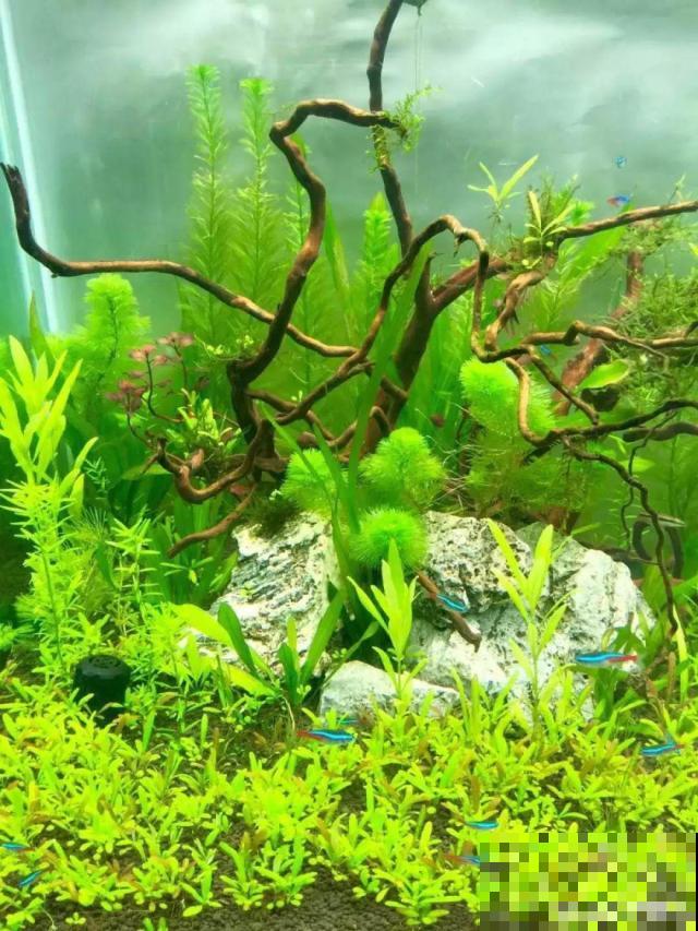 养不活的花丢鱼缸里，沾水立马就疯长，大冬天呼呼长不停！