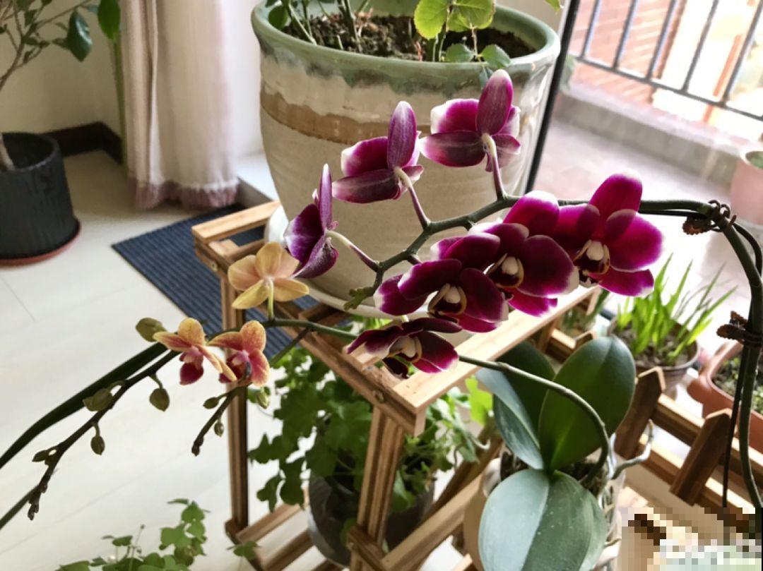 公认的开花机器，一年能开8个月，光不好也能养！