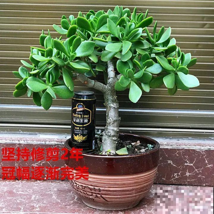 最受欢迎的花，修修剪剪，立马就变的不一样了