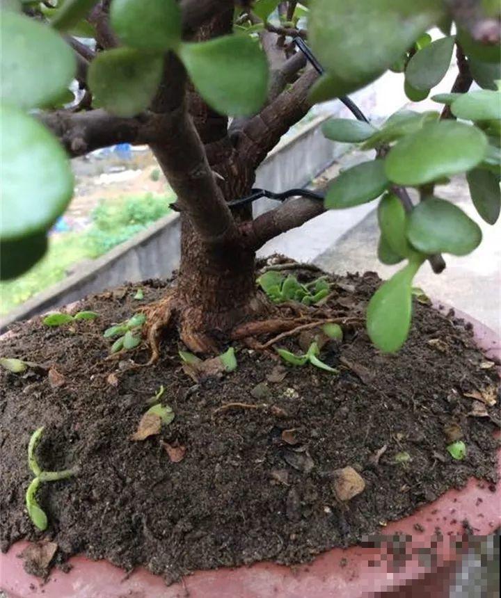 这4种花，把根拎出来养一年，身价立马翻倍涨！