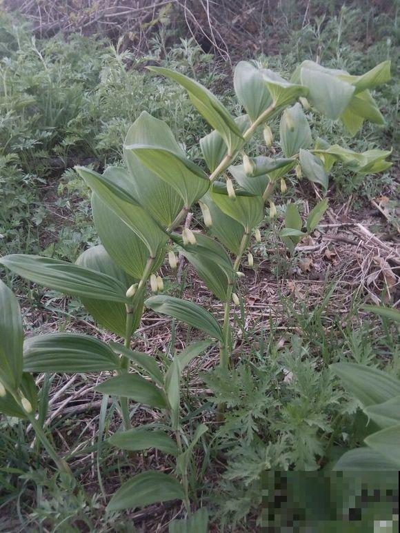 这10种小众花，价值珍贵、花型奇特，很少有人能叫出名字来！