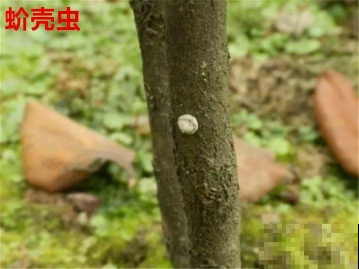 这花想要冬天开，就得狠心剪两刀，满树红花惹人爱！