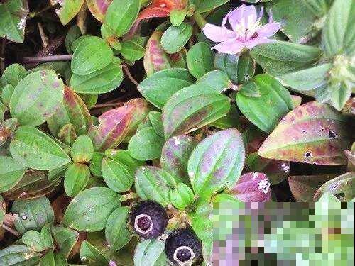 你见过这种野牡丹吗？俗名土得要命，开花却美呆众人！