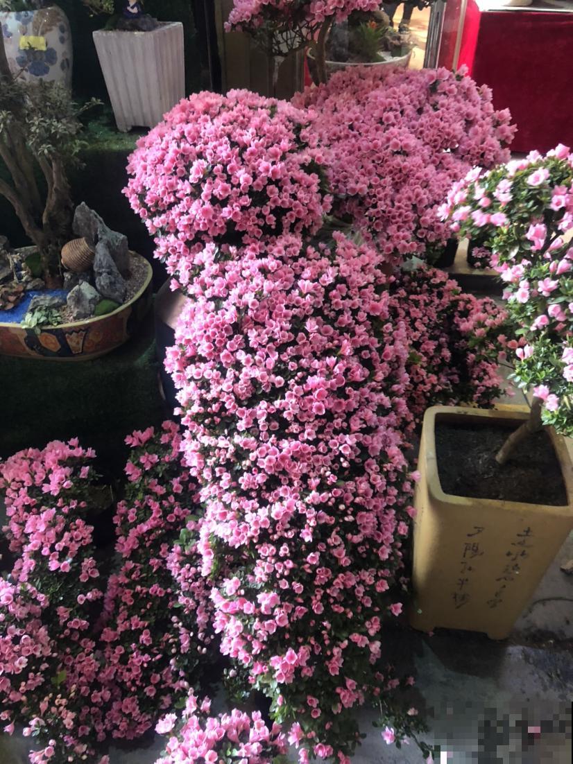 花市又出新骗术，买花前要注意这3点，谨防买花“踩坑”