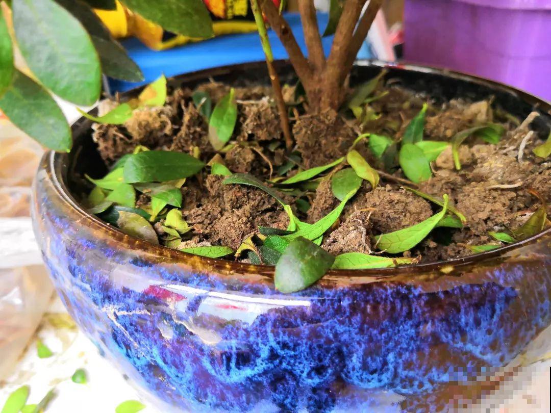 都说这花难养，10年不换盆，年年开花成宝贝！
