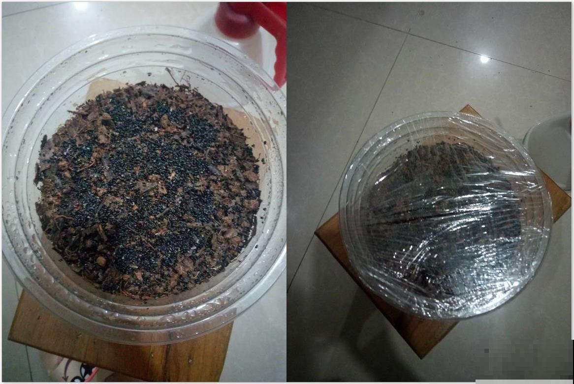 火龙果切两半，挖出种子埋土里，还能结出沉甸甸的红果子！