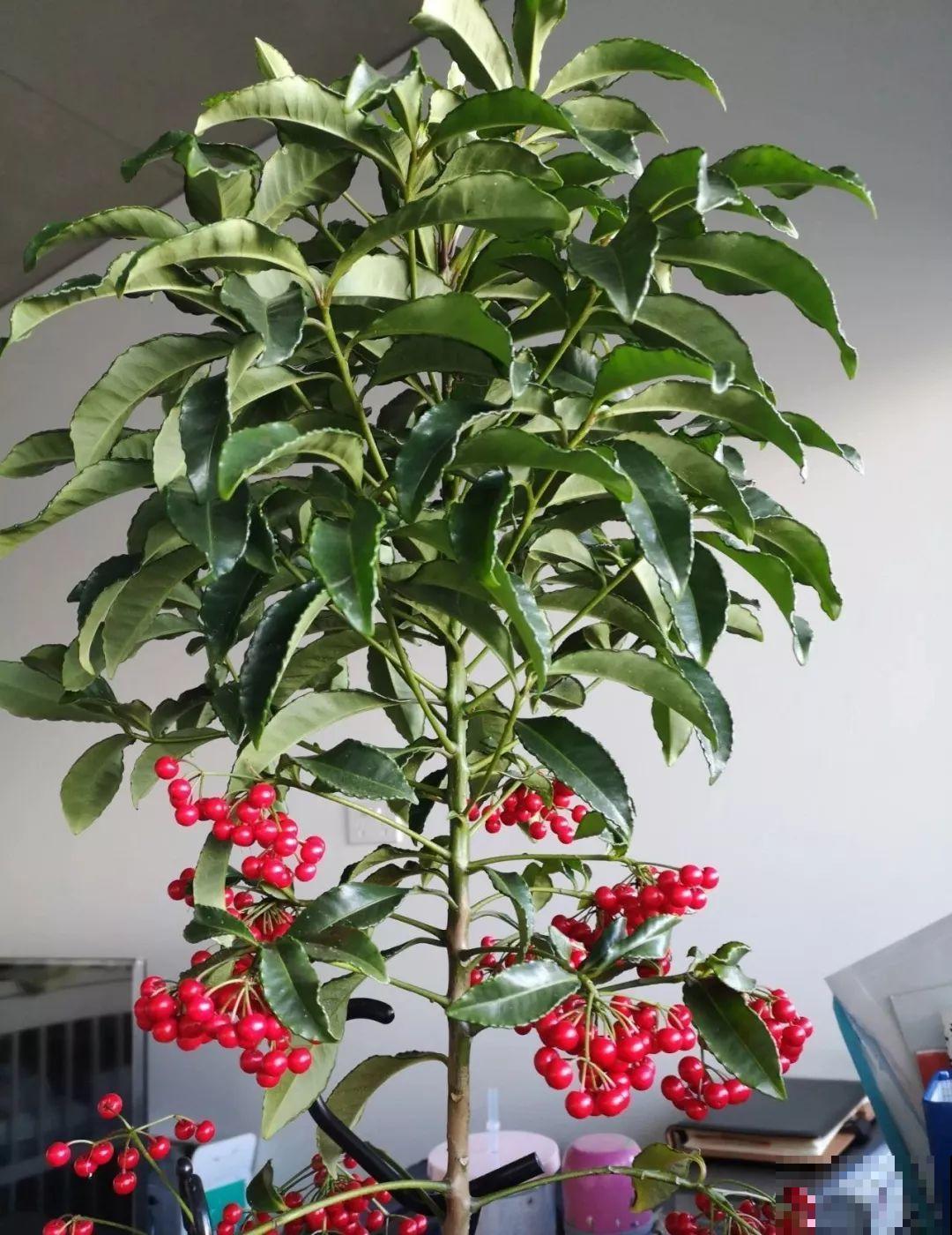 新年养盆吉祥树，天越冷越红火，看着喜庆还比养花省心！
