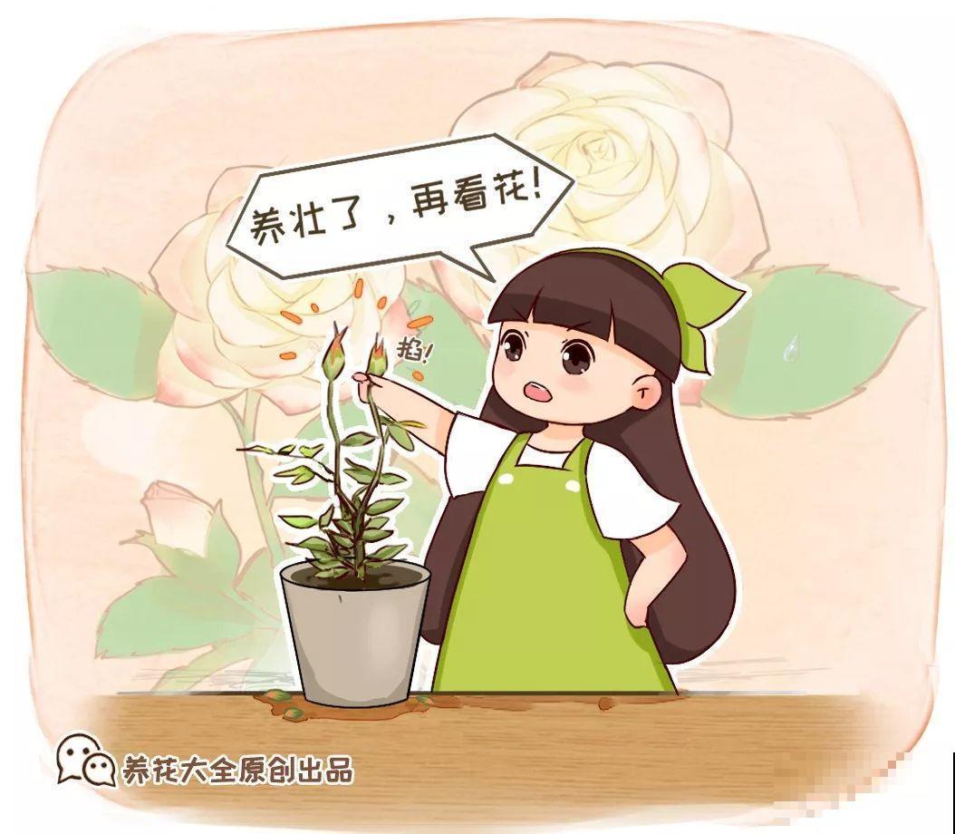 月季好看不敢养？教你6个窍门，年年开花不黄叶！