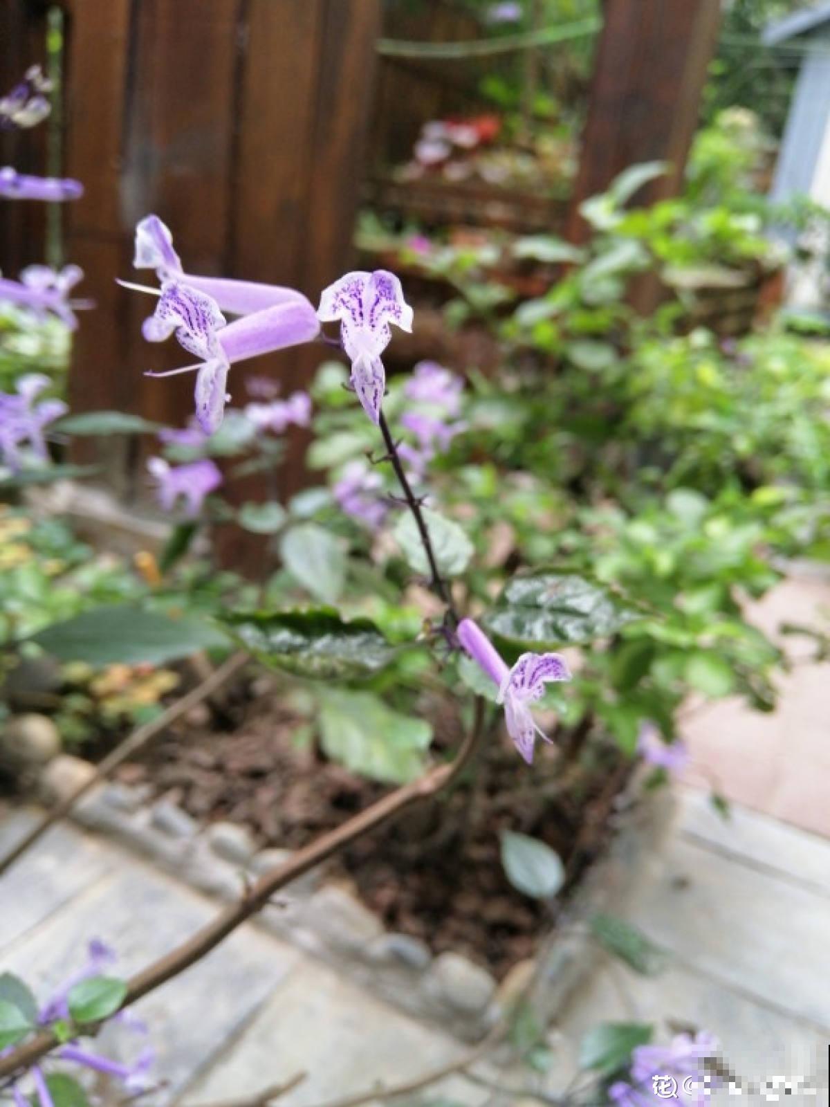 这花全年都在开，满盆开出“海豚花”，新手也能养爆盆