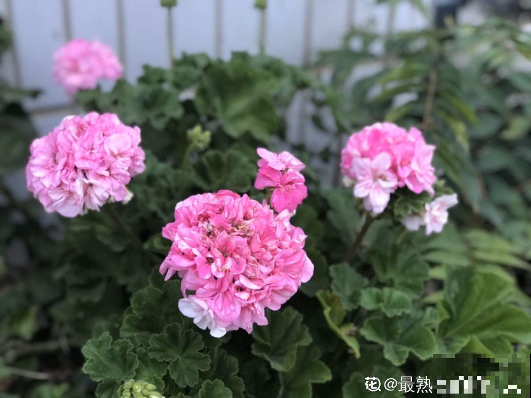 新买的花，盆上戳80个洞，越破花长得越旺！