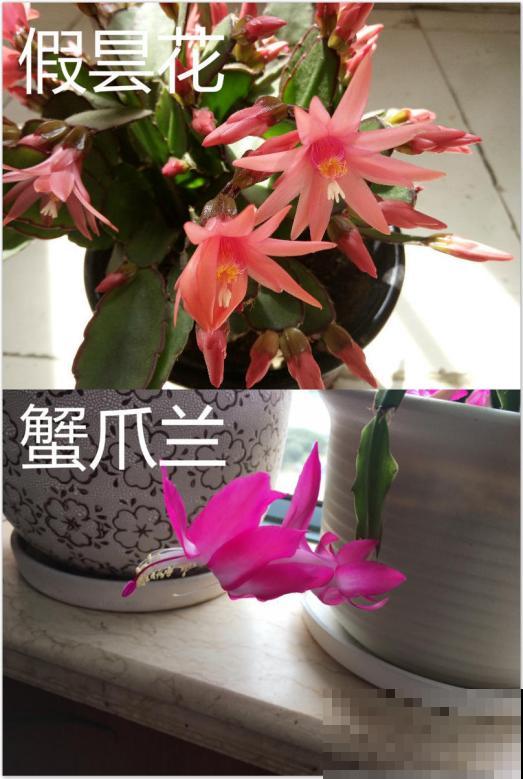 养了2年的花，一直没开，老花农一眼就知道买错了！