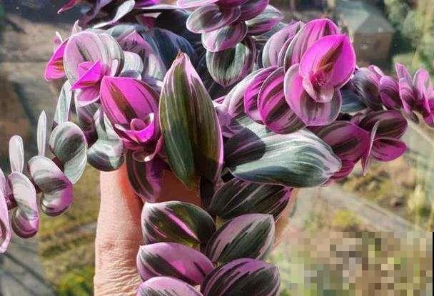 养吊兰太久审美疲劳？赶紧种盆这品种，叶子比油画还美！