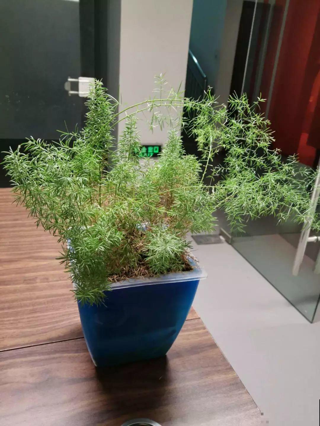 这花极像文竹，叶片翠绿，却比文竹好看好养多了！