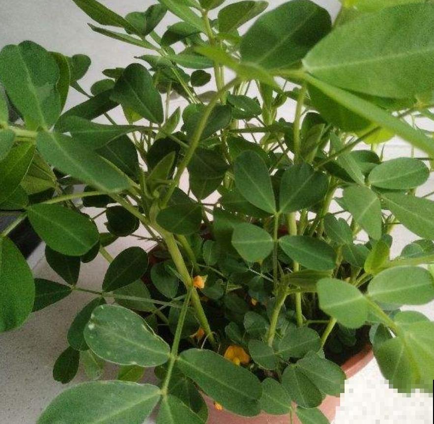 发芽的花生，用水养养就成小盆栽，比养花省事多了！